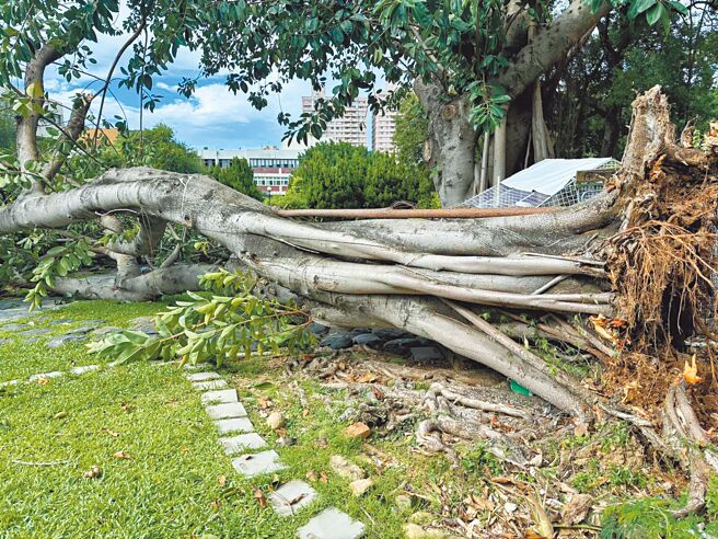 新竹市歷史建築日本海軍六燃廠旁的保溫雞舍，現移至陽明交通大學，校內印度橡膠樹因颱風來襲，加上感染褐根病，日前突然倒下，波及保溫雞舍。（取自臉書粉專大煙囪下的家／王惠慧新竹傳真）