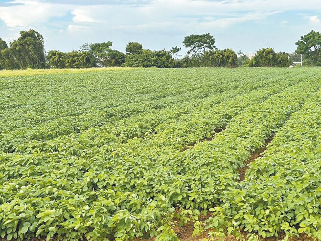 桃園市農業局主辦的全國最大彩繪稻田「田園派對」和「花現中壢農遊趣」，原訂10月5日在大園溪海休區和中壢山東開展，將因颱風來襲而延期。（桃園市農業局提供／姜霏桃園傳真）