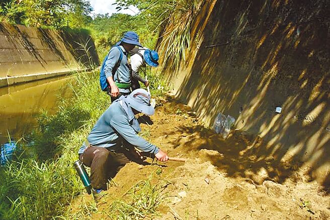 新竹县北埔乡大湖溪2022年出现野生的亚洲水龙踪迹，新竹县府即执行调查移除计画至今，今年更在野外挖掘到两窝蛋巢。（新竹县府提供／邱立雅竹县传真）