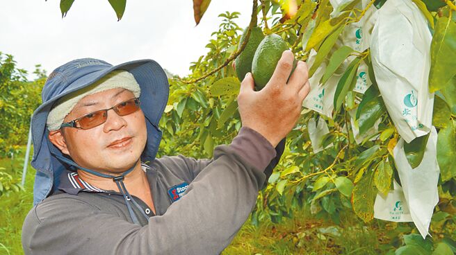 颱风来袭，台南市农民抢收酪梨，近日涌入玉井果菜市场总量达10万台斤，超过平日均量2倍以上，产地收购价被盘商持续压低至25元，比台北果菜市场拍卖价低了2至3倍。（宝智华摄）