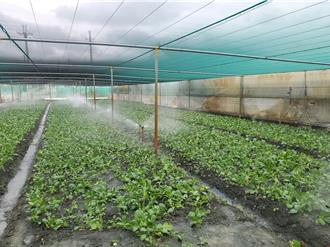 山陀兒動向詭異難料 青農研判雲林「無雨」：不怕颱風來