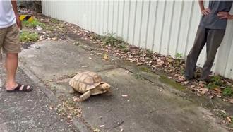 蘇卡達象龜「趁颱風」逃家   東勢街上逛大街