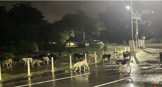 颱风夜惊魂！永康忠孝公园逾30只流浪犬群聚追车   民眾吓破胆