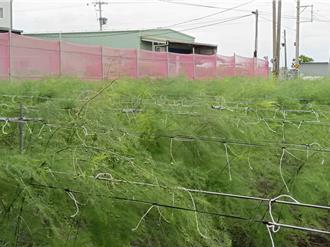 山陀兒颱風來襲 彰化蘆筍農架10尺高防護網期