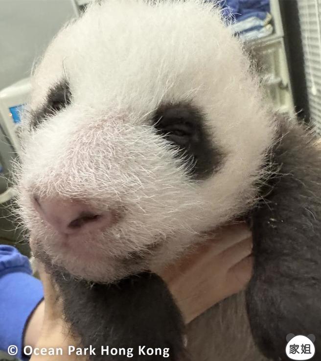 香港海洋公园公布「家姐」睁开眼的照片。（图／取自香港大猫熊官方IG专页）
