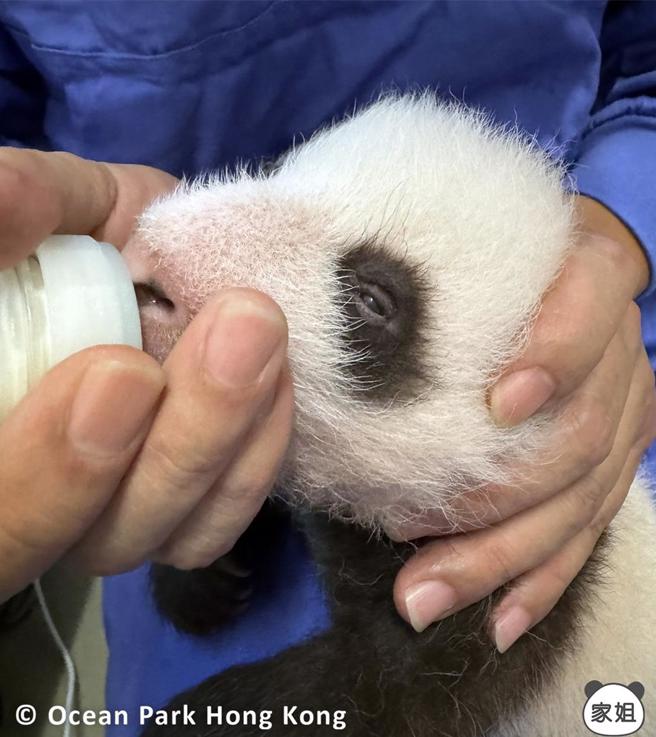 出生一个半月的香港猫熊「家姐」喝奶的样子。（图／取自香港大猫熊官方IG专页）