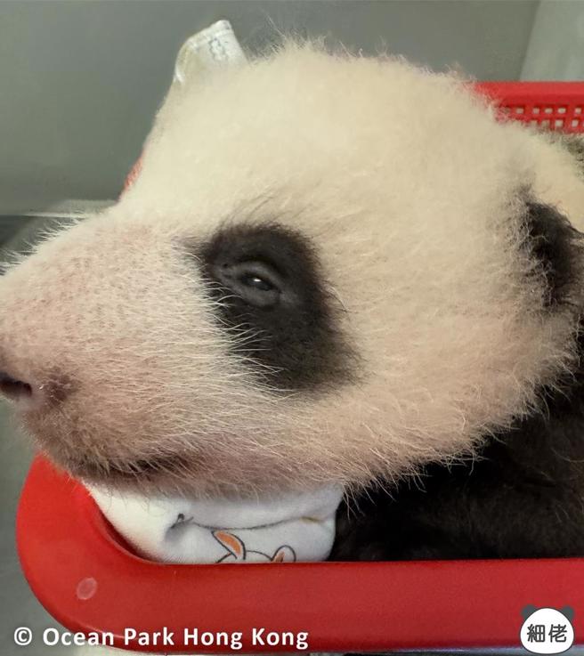 香港猫熊模样超萌。（图／取自香港大猫熊官方IG专页）
