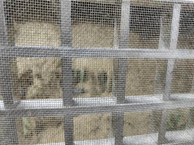 基隆市信義區東信路一處民宅後方發生小規模土石流，造成民宅後門遭土石堵住，市府緊急鋪設帆布因應。（翻攝照片／張志康基隆傳真）