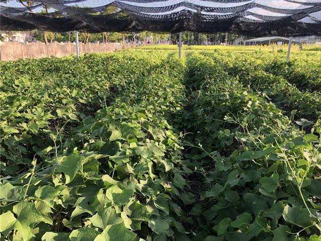 目前正值花莲县吉安乡龙鬚菜产季，农友积极抢收，却因颱风山陀儿造成花莲对外交通受阻，菜叶无法运输台北贩售；图为龙鬚菜示意图。（花莲农改场提供／罗亦晽花莲传真）