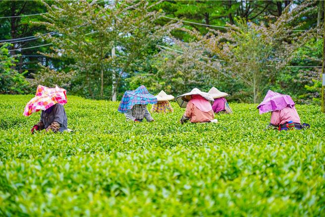福壽山農場搶收茶菁。（福壽山農場提供／李京昇台中傳真）