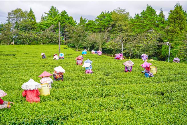 採茶姑娘們認真採收。（福壽山農場提供／李京昇台中傳真）
