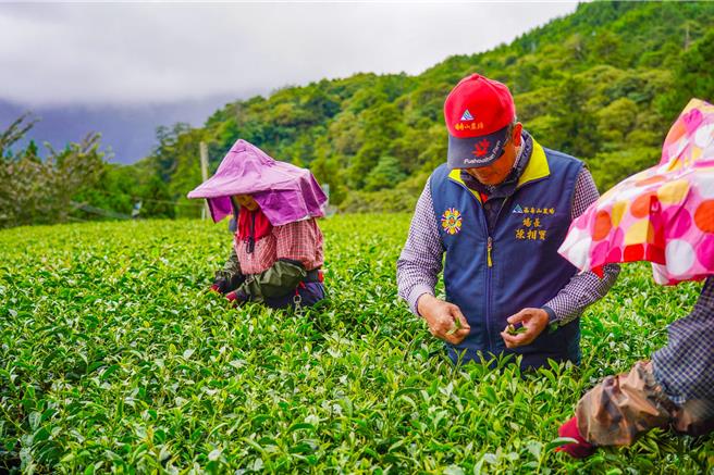 場長陳相寶也到茶園關心採茶情形。（福壽山農場提供／李京昇台中傳真）