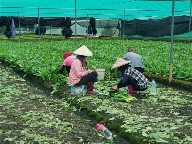 趁着无风无雨，西螺镇菜园今（3日）有菜农持续採收，但菜农说这是例行工作。（周丽兰摄）