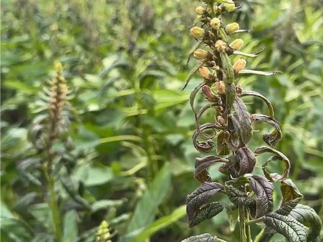 彰化縣沿海的芝麻田受鹽害侵襲，出現乾枯及倒伏等災損。（孫英哲攝）