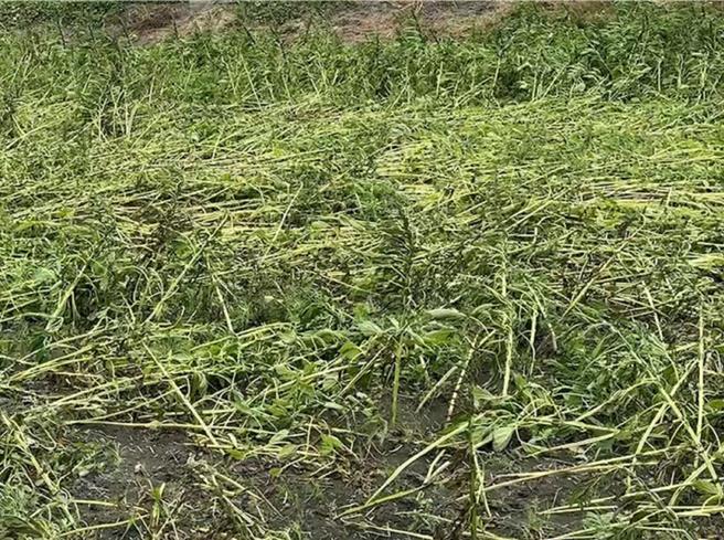 彰化縣沿海的芝麻田受鹽害侵襲，出現乾枯及倒伏等災損。（孫英哲攝）