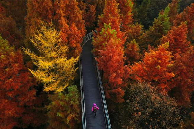 韩国大田「长泰山休养林」拥有完善健康步道、童年游戏区、植物园、生态池、林中教室等设施，相当适合亲子游。（韩国观光公社提供）