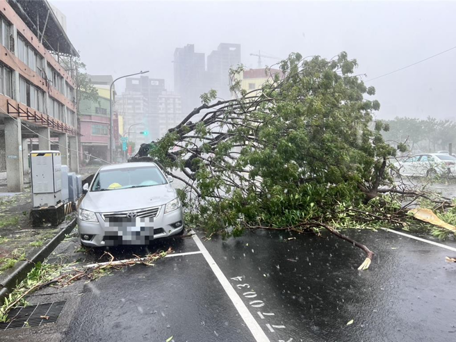三民区丰裕里出现路树倒塌情形，里长及相关单位正在协助瞭解中。（民眾提供／纪爰高雄传真）