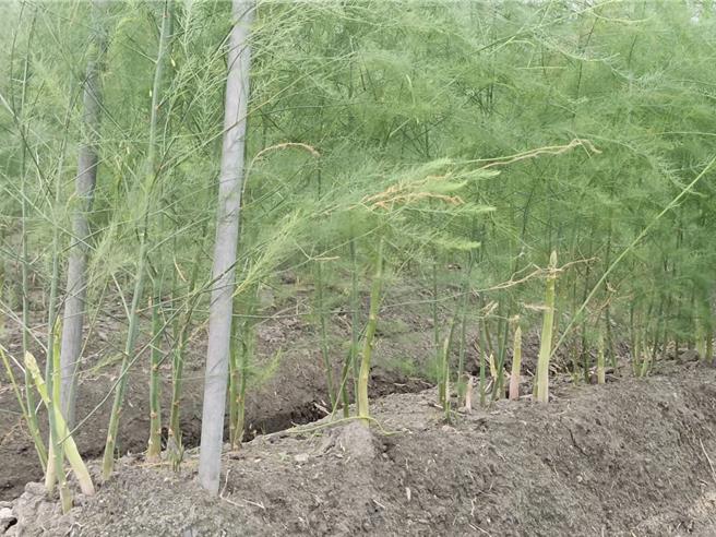 蘆筍農楊詠裕表示，蘆筍長大留成母株，其葉子由綠色，轉為墨綠色，才會開始「生寶寶」長出新的蘆筍，這期間約需40天。（葉靜美攝）