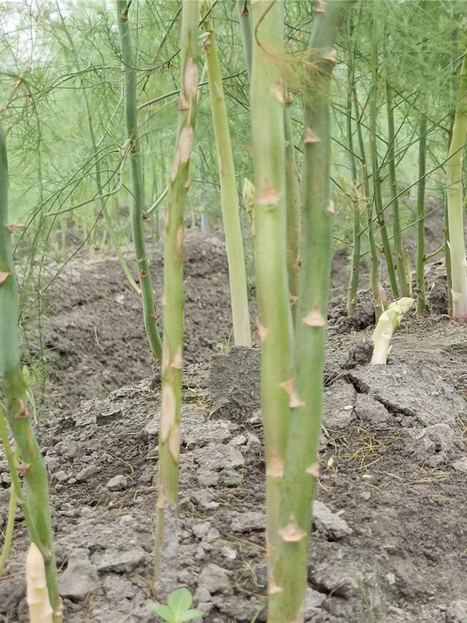 蘆筍母株「生寶寶」長出新的蘆筍。（葉靜美攝）