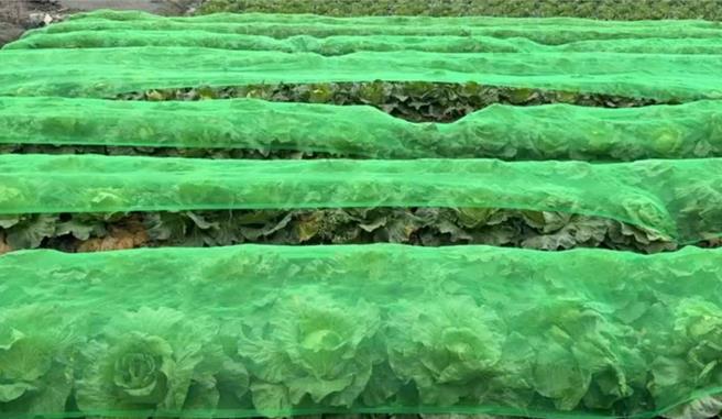 高麗菜農急做防颱措施，為高麗菜蓋上防風網。（葉靜美攝）