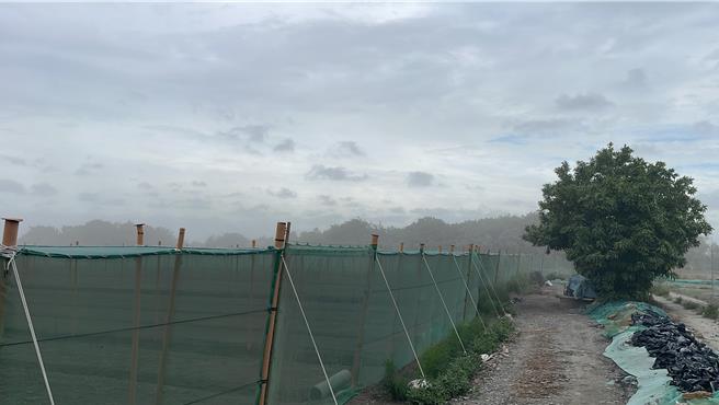 浊水溪扬尘被刮起，沿岸农田雾茫茫一片。（周丽兰摄）