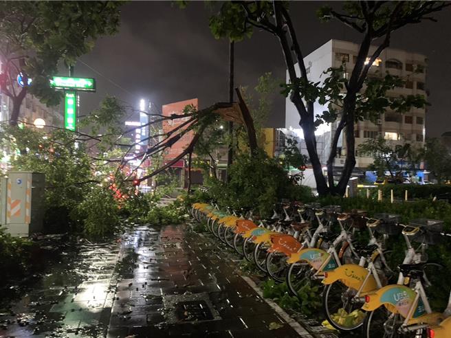 民族路上多棵路树倒塌。（郭良杰摄）