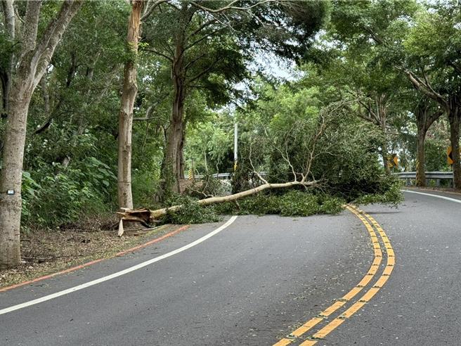 彰139线芬园乡大彰路三段约9.7公里，萤光桥往李舍咖啡方向发生路树倒塌事件。（警方提供／孙英哲彰化传真）
