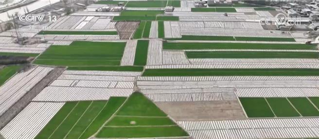 另類黃金周，陸秋收進度加快各地多措並舉保豐收。（大陸央視）