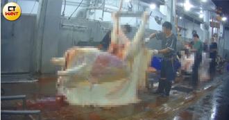 又見灌水牛！直擊「胃一剖開都是水」 屠宰場殘忍強灌畫面曝