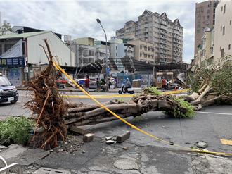 山陀兒掃垮高雄整排店面「掀翻5屋頂」 鼎中路樹倒封路
