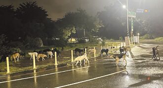 台南 逾30只流浪犬频追车 吓坏骑士