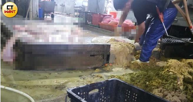 屠宰师傅剖开中信牛肉店送来的牛只胃部，大量液体倾泄而出，疑似在生前遭强行灌水。（图／本刊摄影组）