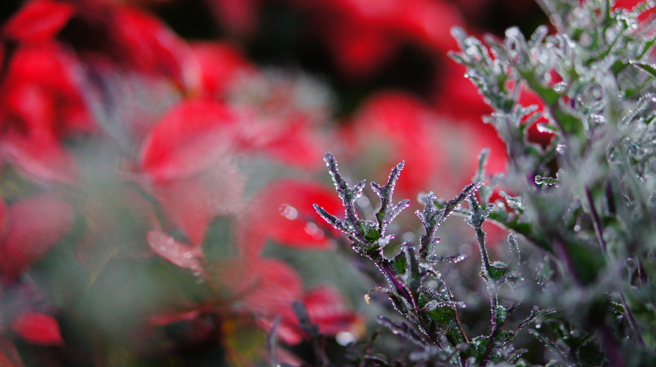 今年农历9月寒露交节气，预期会是一个丰收年，属鼠的人将要接好运，财运和贵人运都很旺。（示意图：Shutterstock／达志）