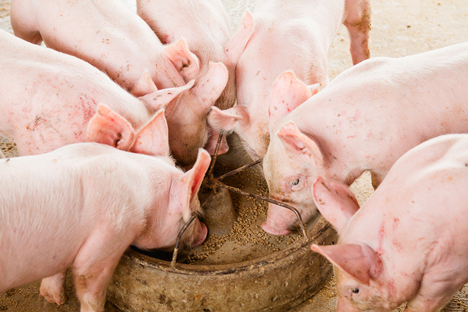 南非农场主人和2名员工被控射杀2名黑人女性后，将遗体拿去喂猪。（示意图：Shutterstock／达志）