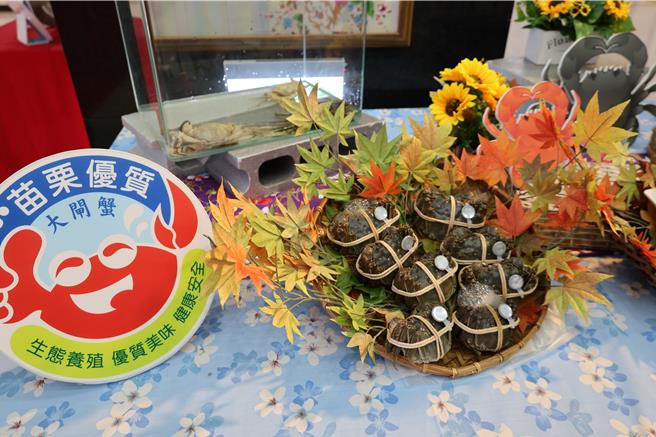2024年度苗栗县优质大闸蟹预计国庆假期正式上市。（谢明俊摄）