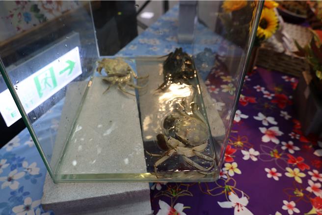 2024年度苗栗县优质大闸蟹预计国庆假期正式上市，今年自大陆引进试养罕见白色大匣蟹「白玉」。（谢明俊摄）