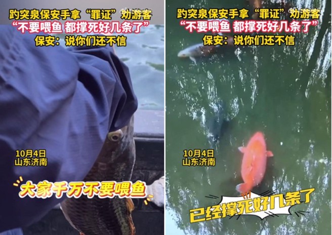 因為遊客大量餵食，景區錦鯉直接胖到被撐死。（圖／翻攝微博）