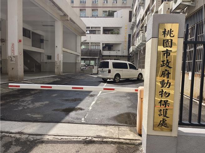 雅胜冷冻食品股份有限公司北区联合电动屠宰场繫流场，在牛只屠宰前灌水，桃园市动物保护处表示，其行为已严重违反《动物保护法》，将对行为人裁罚1万5000至7万5000元罚锾。（赖佑维摄）