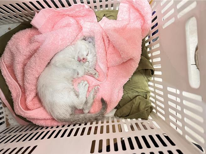 風災過後，三民區豐裕里傳出在倒塌路樹下，有1隻小白貓受困，里長謝錫元和志工發現後立刻救出。（謝錫元提供／紀爰高雄傳真）