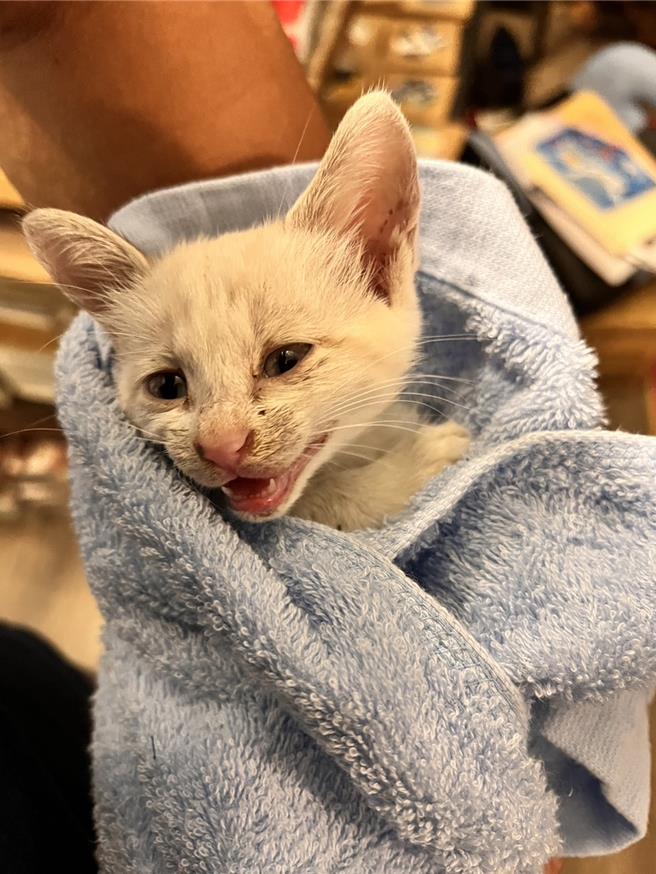 小白貓經過保暖、餵食後已恢復體力，謝錫元跟熱心志工將牠取名為「山陀兒」，可愛模樣讓人融化。（謝錫元提供／紀爰高雄傳真）