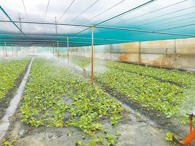 山陀儿颱风3日上午还没登陆台湾，已有西螺菜园提早喷灌。（周丽兰摄）