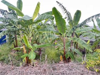 近6千万香蕉报废！山陀儿农损逾3亿 屏东县受创最鉅