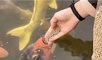 山東趵突泉錦鯉十一假期「飽死」？ 保安拿死魚勸阻遊客投餵