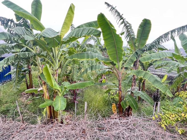 近6千萬香蕉報廢！山陀兒農損逾3億 屏東縣受創最鉅。圖為芭蕉樹颱風前防禦措施。（示意圖／本報資料照）