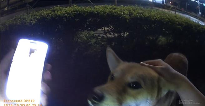 桃园市龟山区翁姓男子饲养小柴犬黑皮，昨天晚间下午住家附近突然天空一声莫名巨响，黑皮受惊吓逃出家门，翁男一家人四处寻找不着，直到深夜23时向龟山派出所报案求助，员警协助调阅监视器查出黑皮出现在忠义路一段旁出没，立即前往该处寻找，果然凌晨在草丛处找到体力不支休息中的黑皮。（翻摄照片）