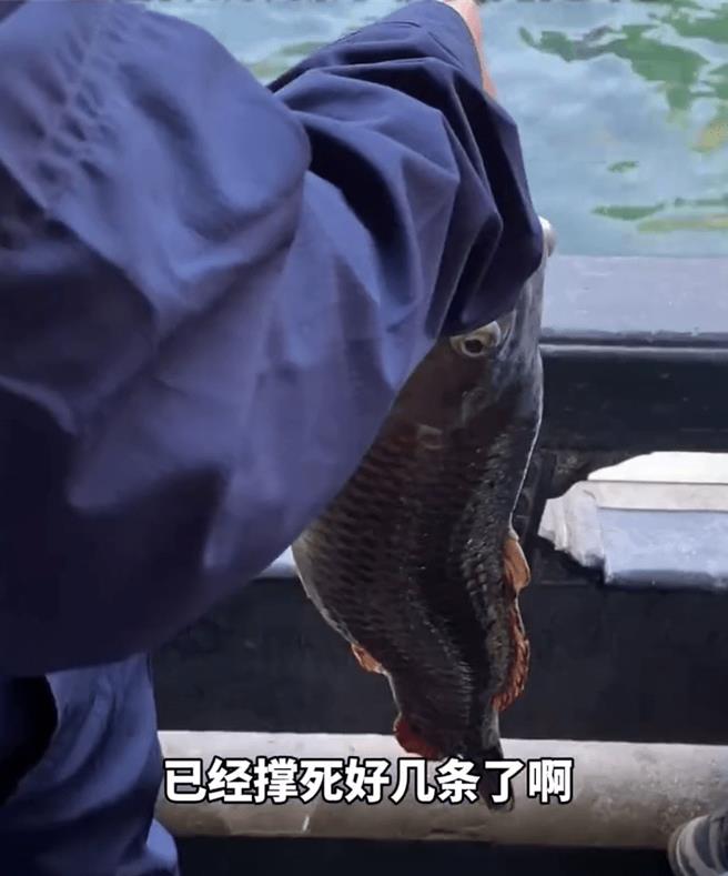 趵突泉景區有保安手拿死魚勸阻遊客投餵，希望遊客不要再「屠殺生靈」。（影片截圖）