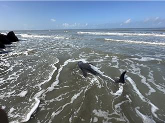 4隻鯨豚擱淺台南七股青山漁港 海洋委員會出動救援團隊