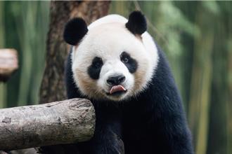 入「香」隨俗？ 陸贈大貓熊安安、可可逐步多吃廣東竹子