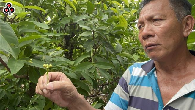 农业部近日预告修正「农业天然灾害救助办法」，并追溯至此次山陀儿颱风灾情，只要经公告为灾损严重地区及品项，甚至乡镇市公所可以免现勘，透过先前的资料径予提报救助。（报系资料照）