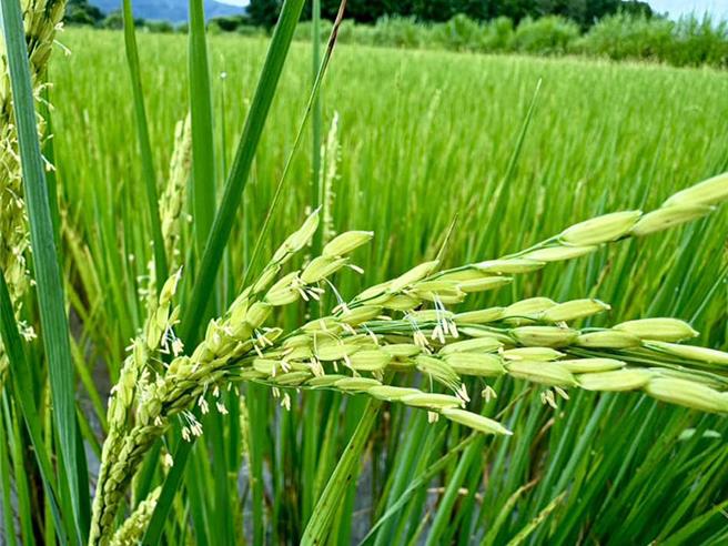 目前正值花莲县富里乡二期水稻开花抽穗期，山陀儿颱风为对当地带来连日大雨，恐影响授粉，导致稻穗不稔实、空包弹等农损。（富里乡农会提供／罗亦晽花莲传真）